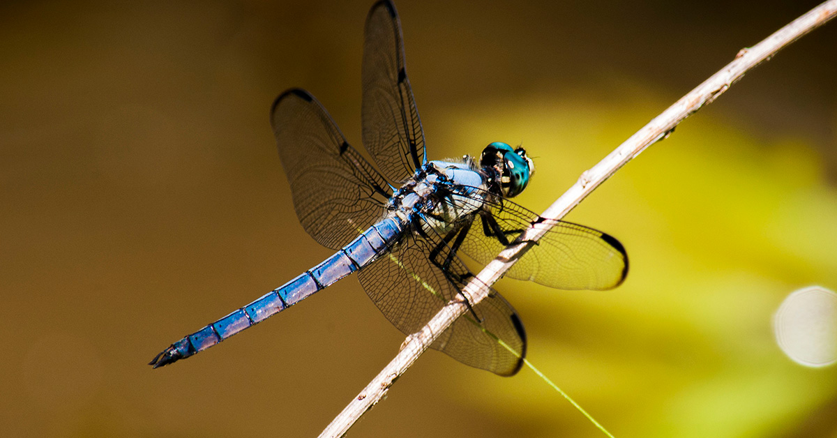 Read more about the article Dragonfly Form