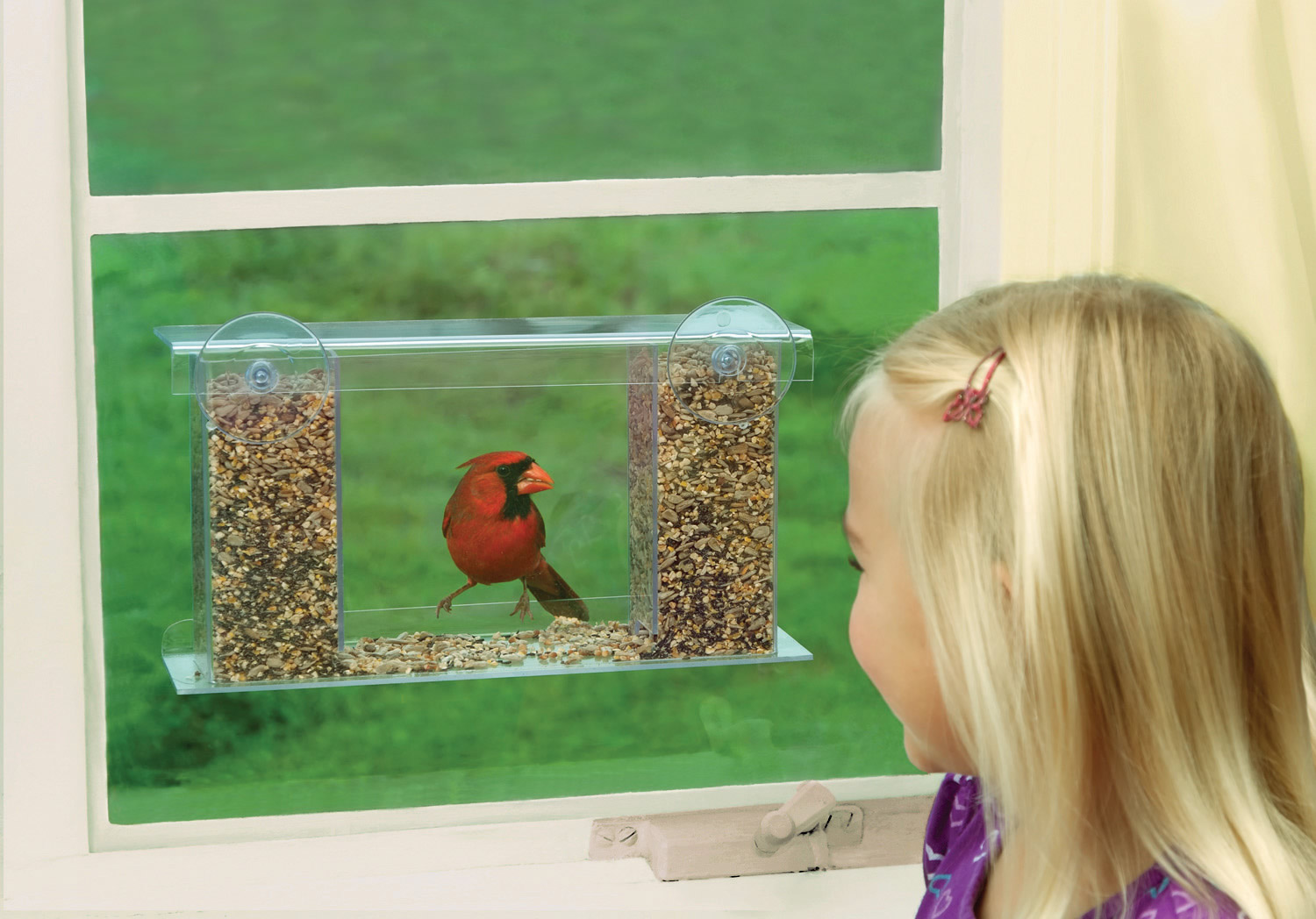 Read more about the article 17 Live Bird TV