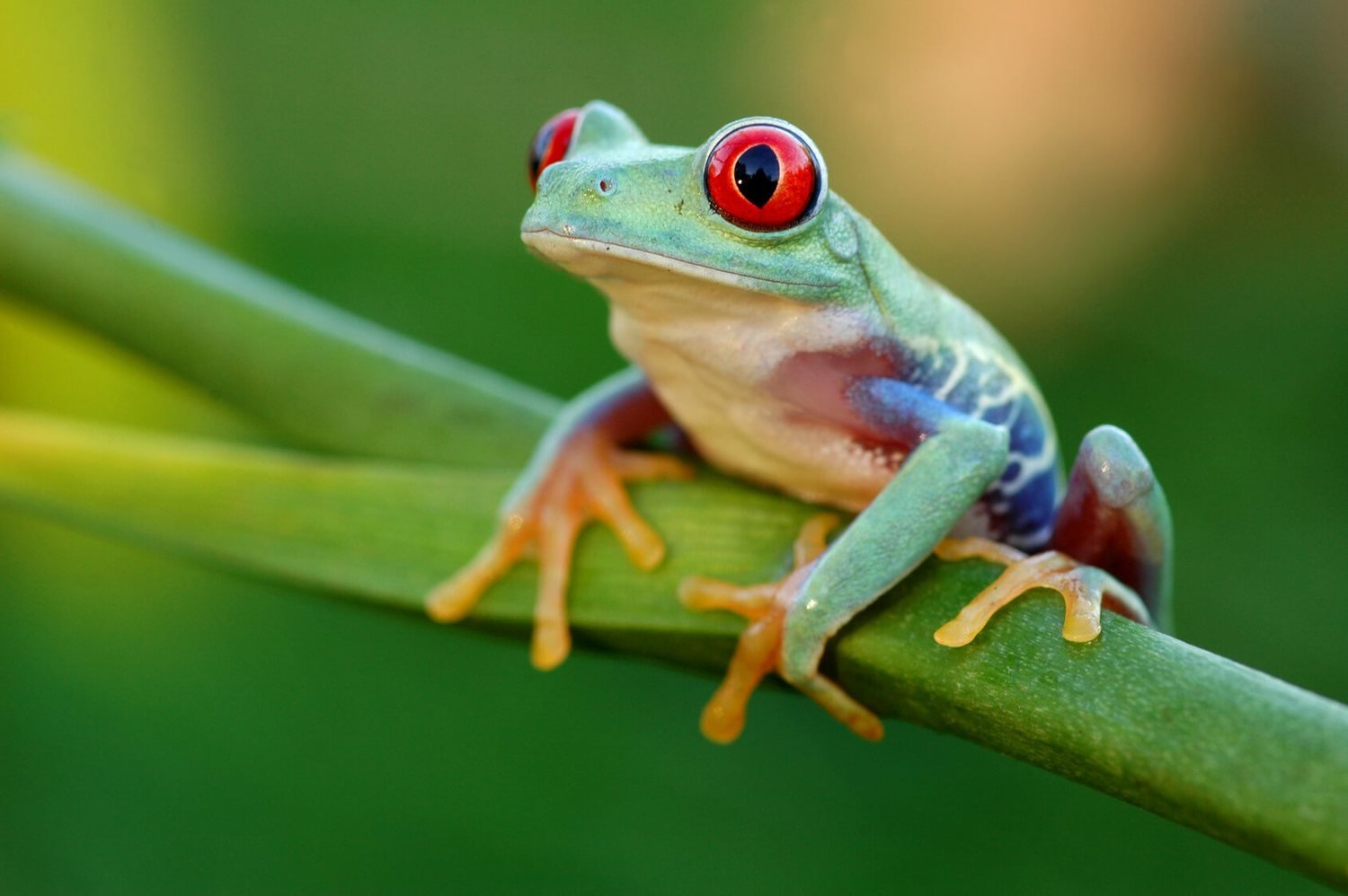 Read more about the article Frogs
