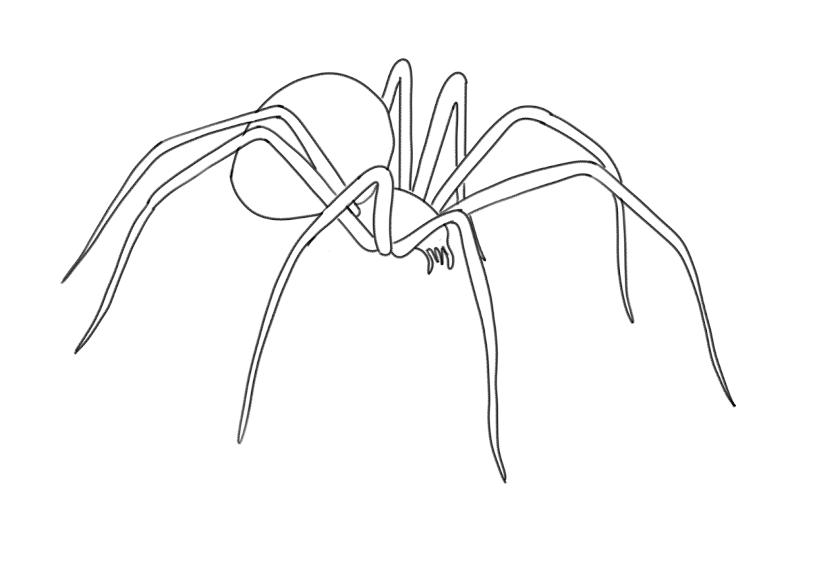 Read more about the article Spider