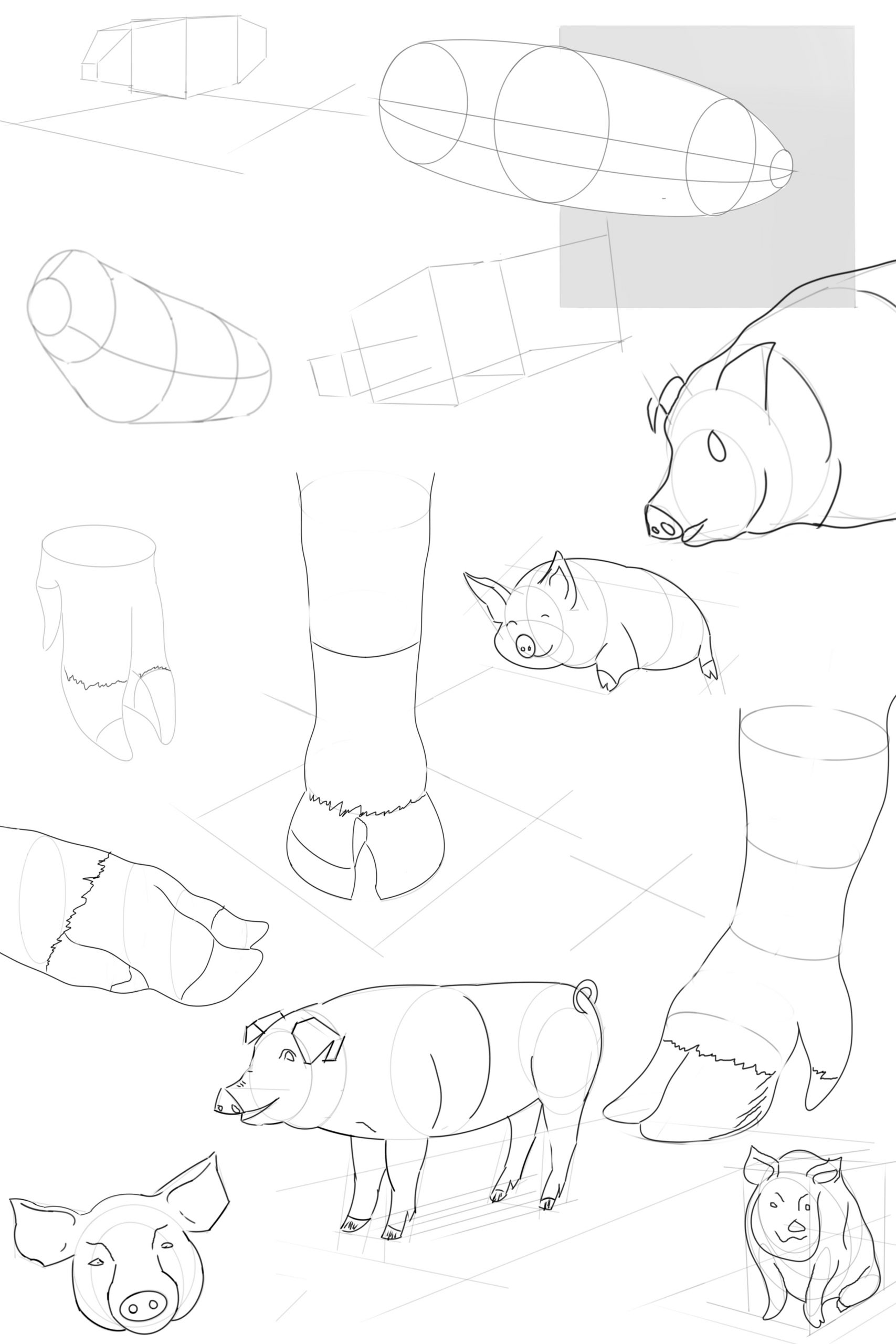 pig sketches