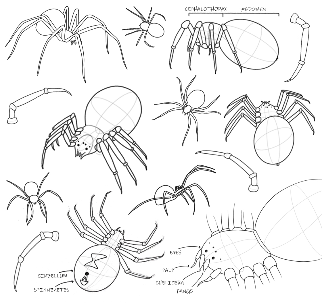 spiderdrawings