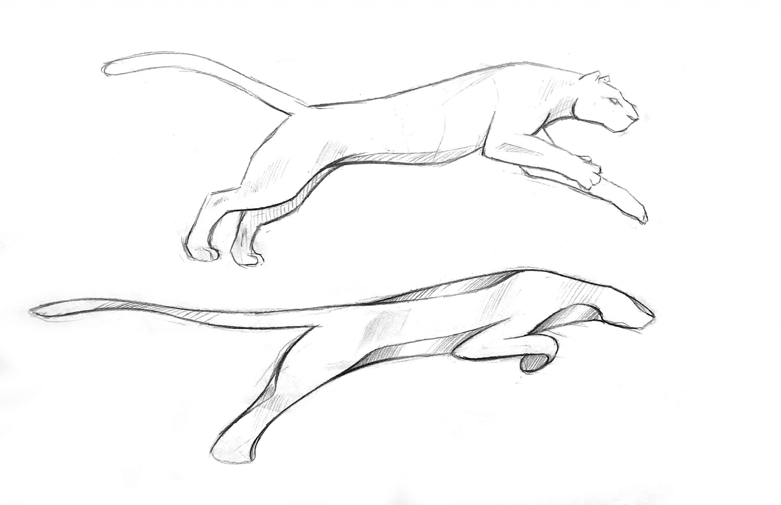 Read more about the article Decoding Form – Puma